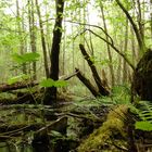 Urwald mitten in Deutschland