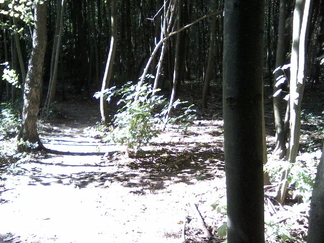 Urwald mitten in Dortmund