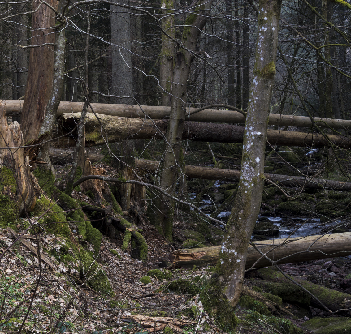 Urwald Monbachklamm