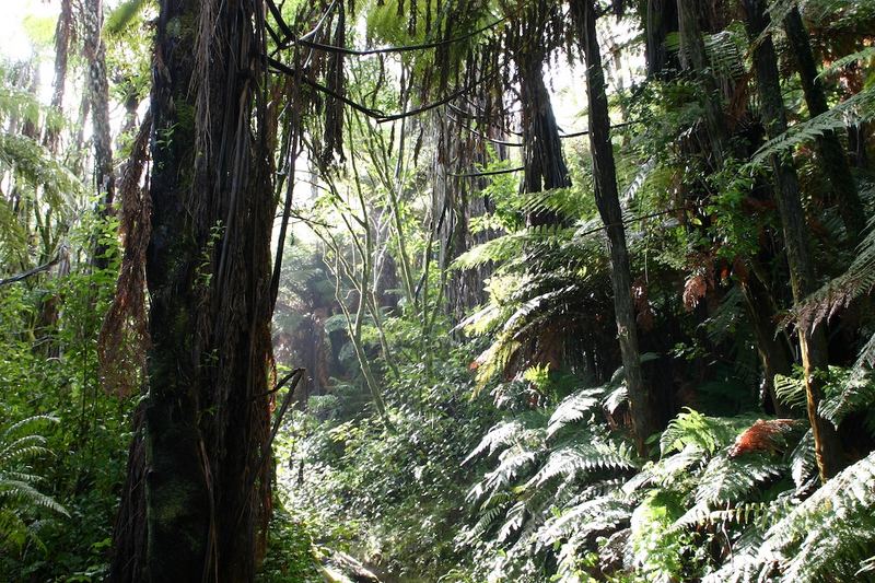 urwald . new zealand