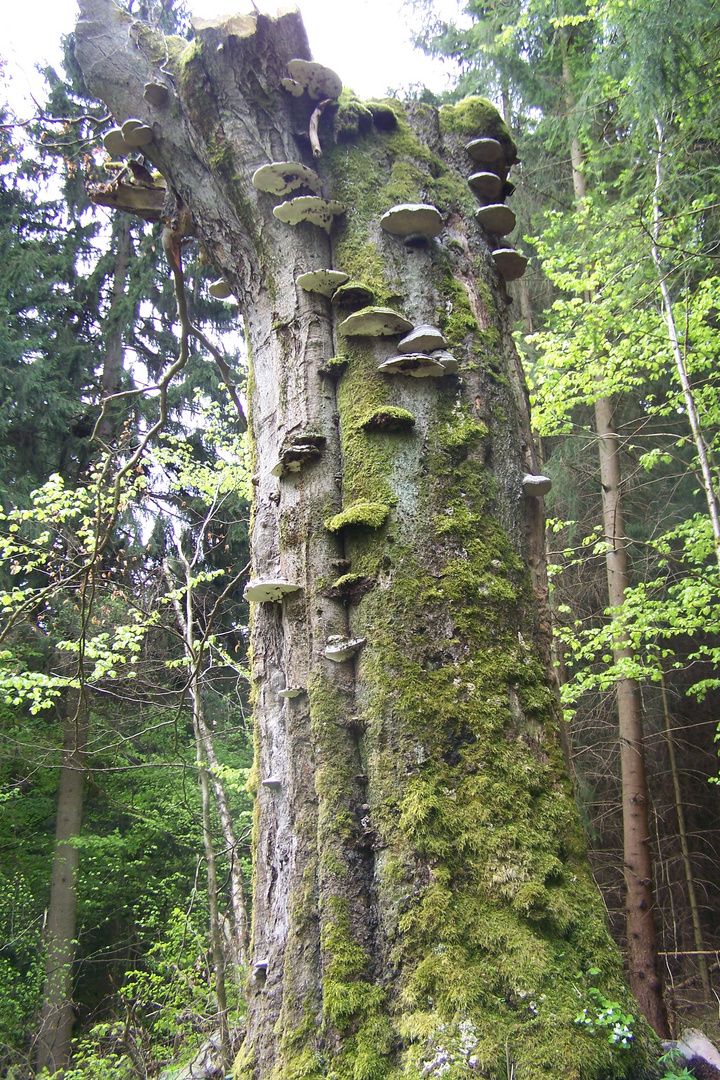 Urwald oder Harz?