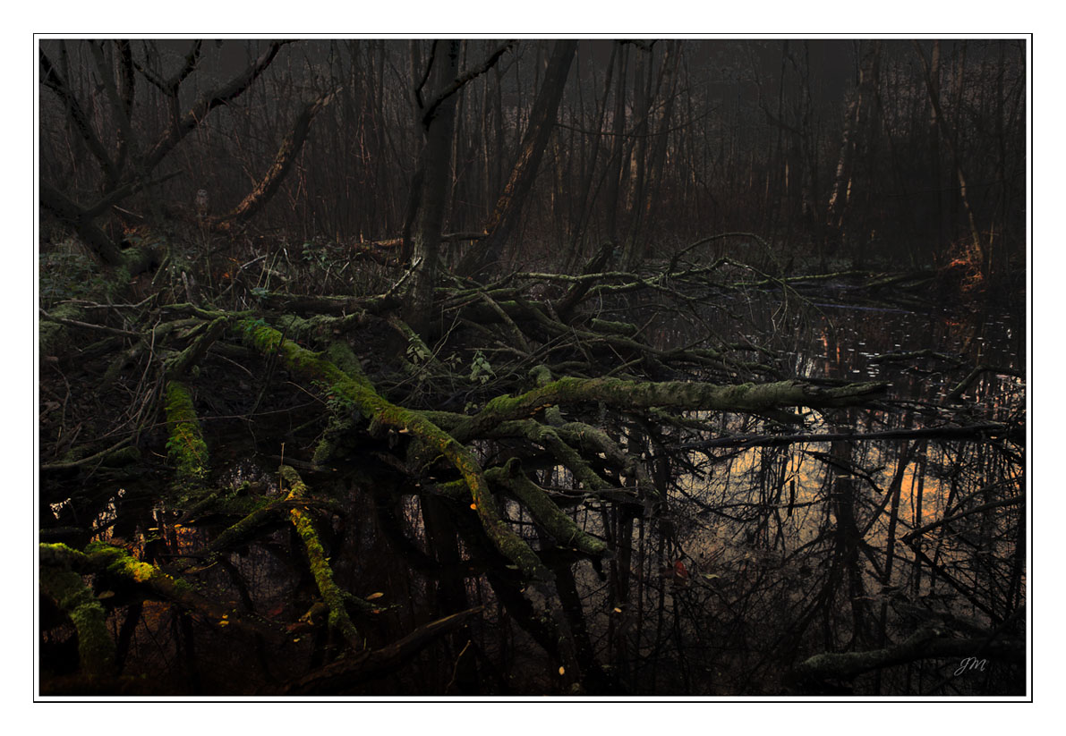 Urwald oder Natur pur