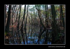 Urwald Prerow