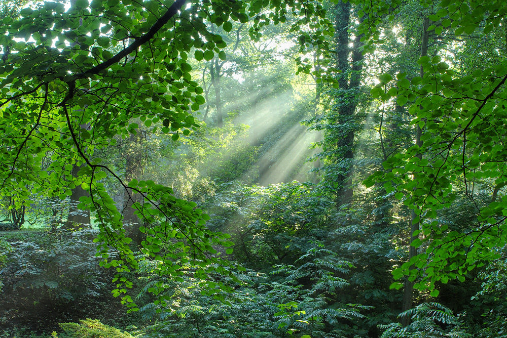 Urwald Rombergpark Dortmund