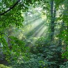 Urwald Rombergpark Dortmund