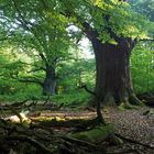 Urwald Sababurg - Brüder Grimms Eichen