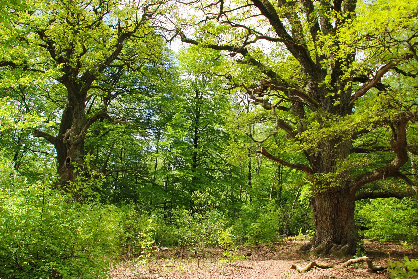 Urwald Sababurg, Nordhessen