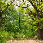 Urwald Sababurg, Nordhessen