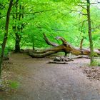 Urwald Sababurg, Norhessen