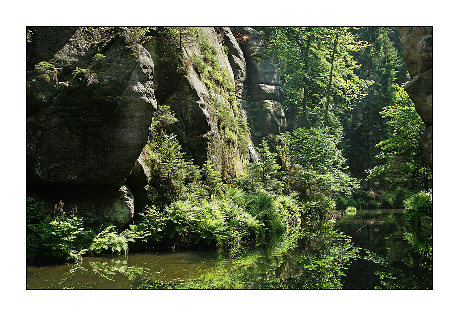 Urwald sächsische Schweiz