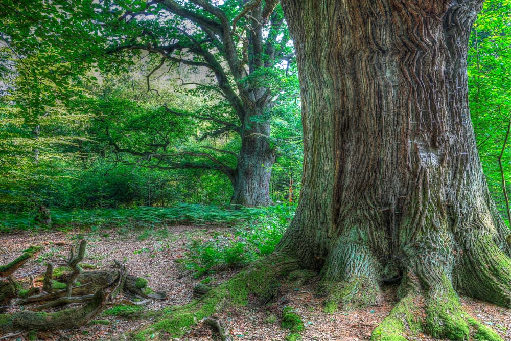 Urwald Sarburg-Rapp-Eiche