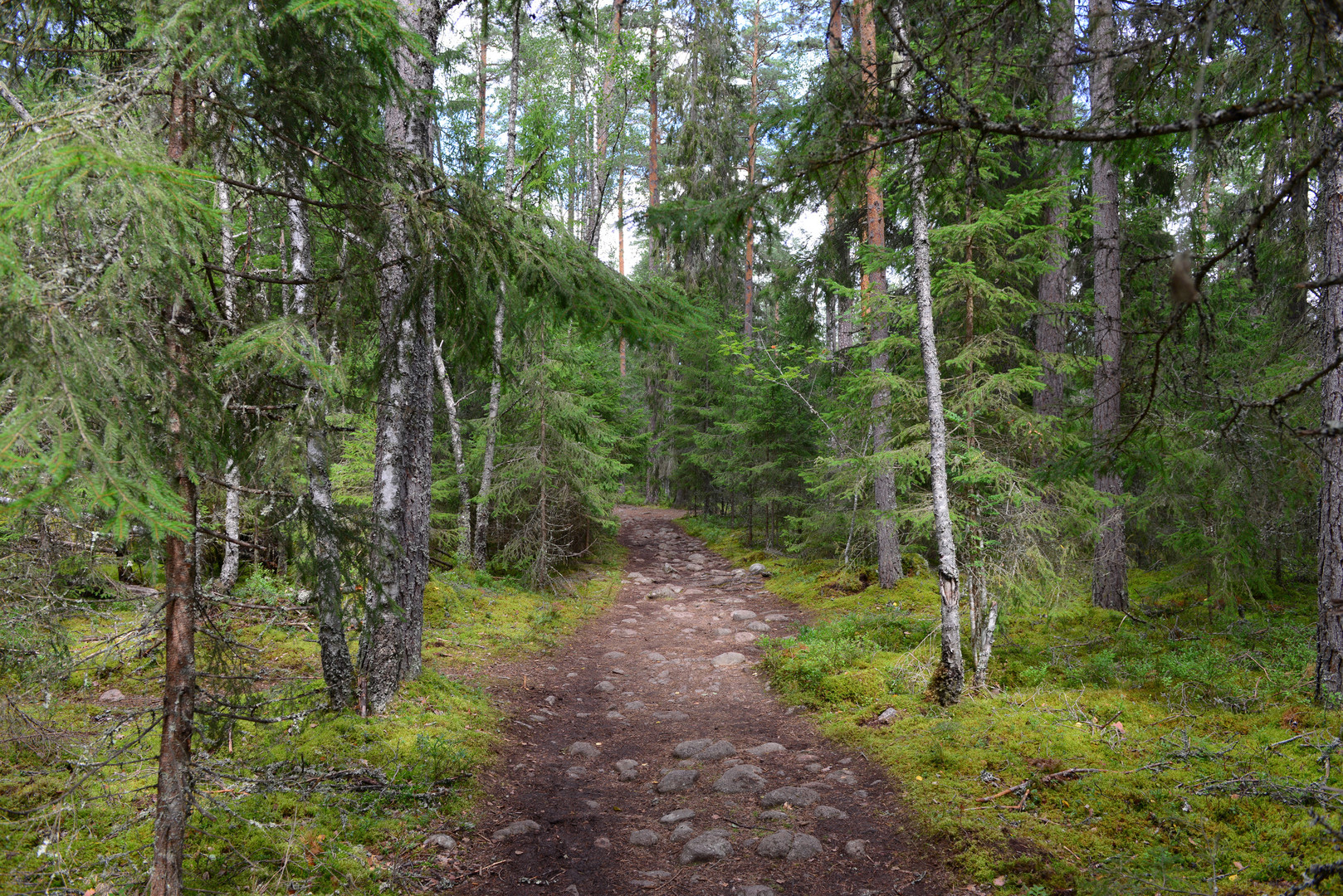 Urwald Schweden