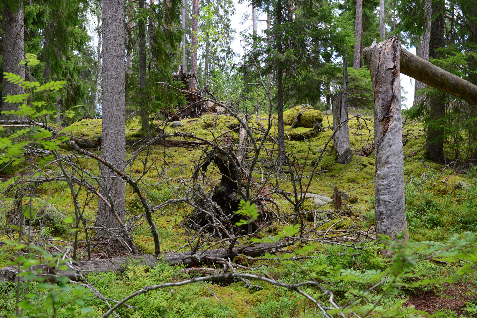 Urwald Schweden