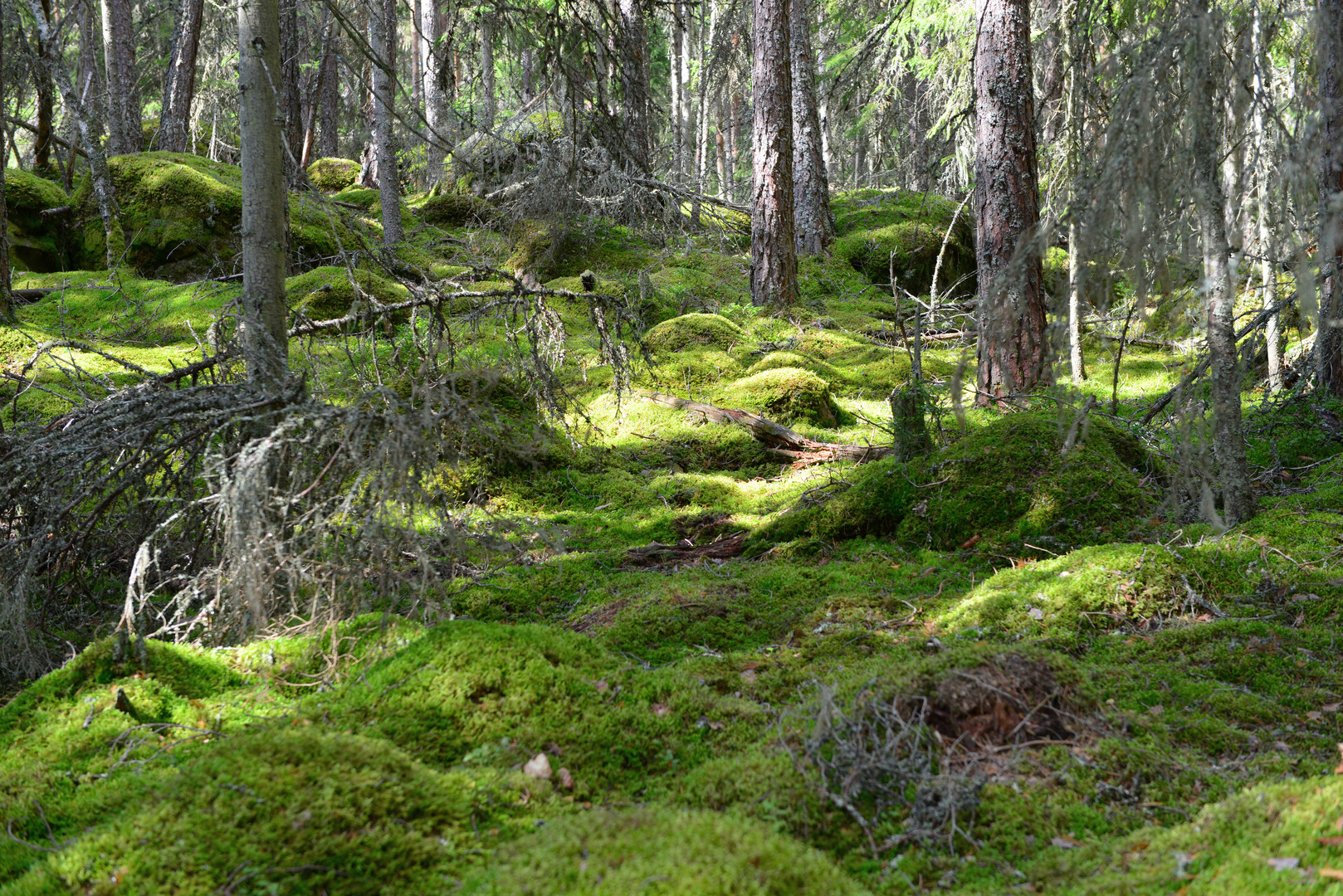 Urwald Schweden