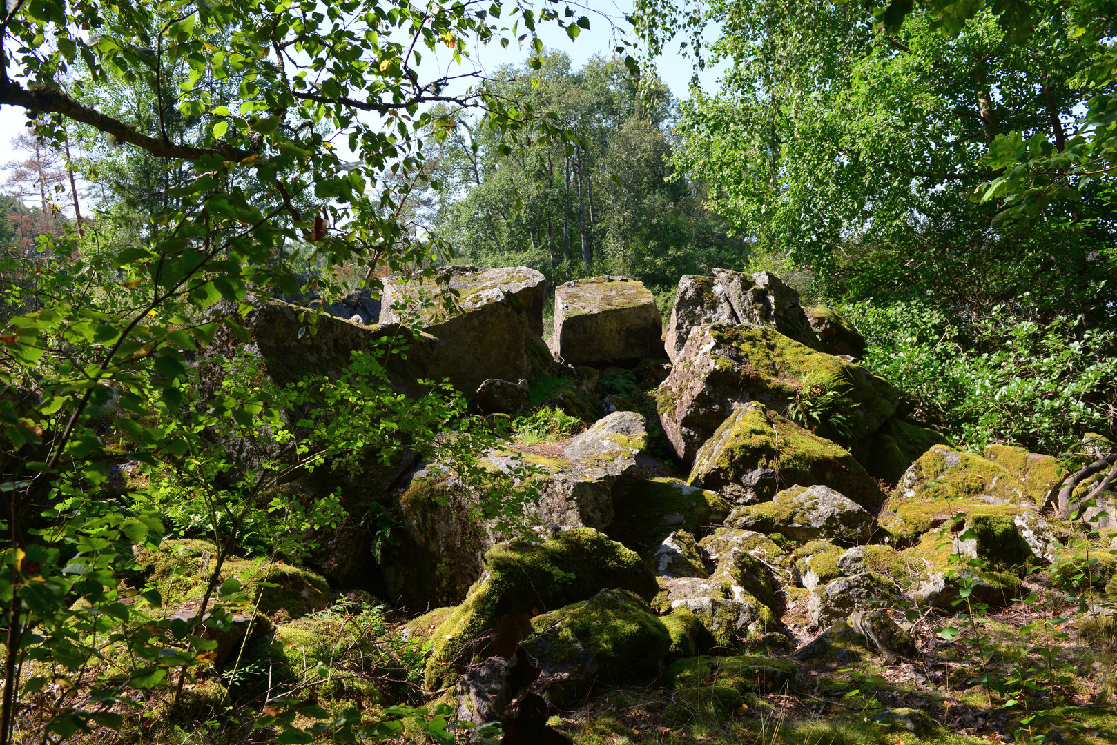 Urwald Schweden