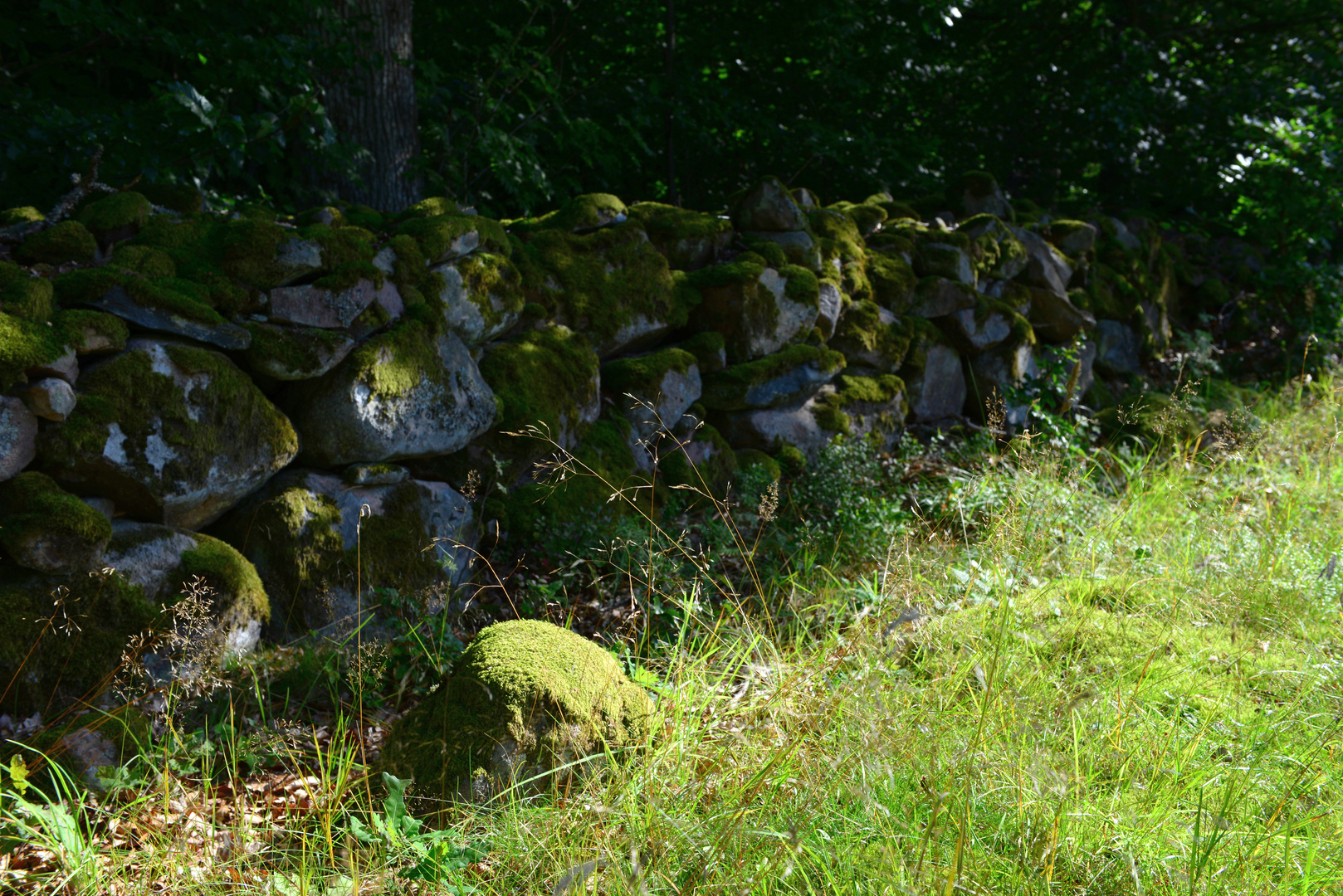 Urwald Schweden