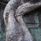 Urwaldbäume und Sandsteinmauern des Tempels Ta Prohm (Kambodscha) 