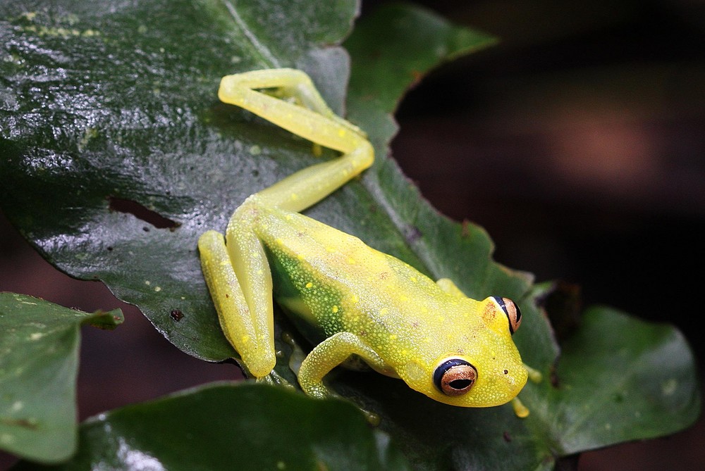 Urwaldbegegnungen (2)  Glasfrosch