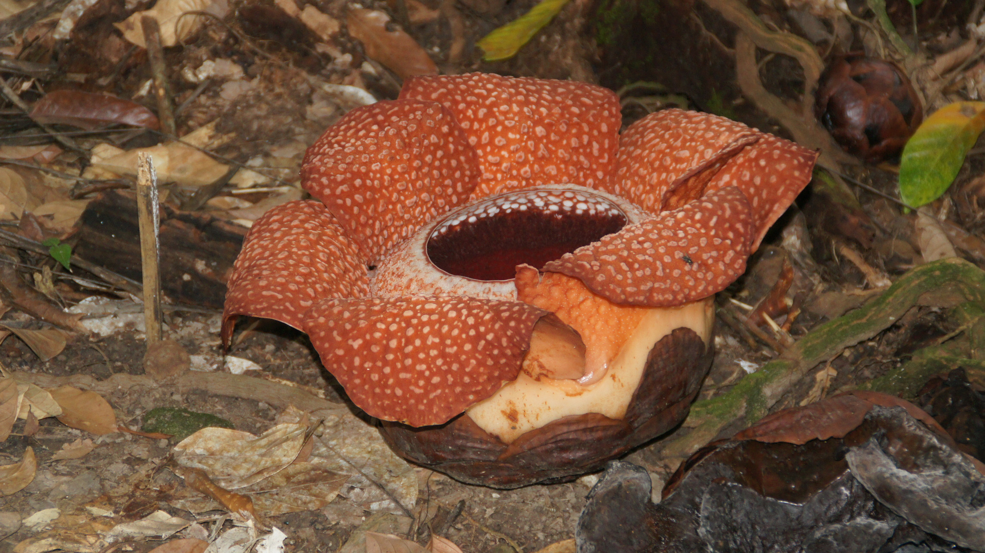 Urwaldblüte Rafflesia auf Borneo