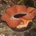 Urwaldblüte Rafflesia auf Borneo