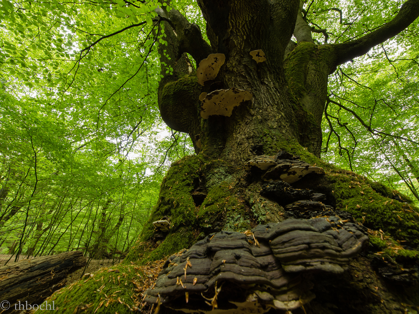 "Urwaldbuche" ; Niedersächsisches Forstamt Alhorn