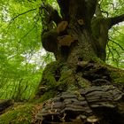 "Urwaldbuche" ; Niedersächsisches Forstamt Alhorn