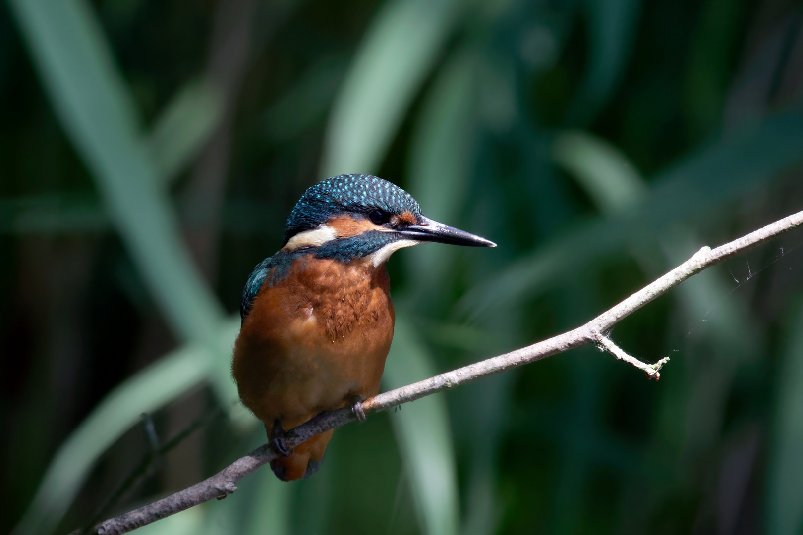 " Urwaldeisvogel" Alcedo atthis -  Jungspund