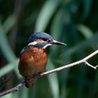 " Urwaldeisvogel" Alcedo atthis -  Jungspund