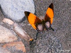 Urwaldfalter im feuchten Sand 20060706