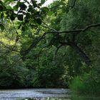 Urwaldfeeling im alten Park