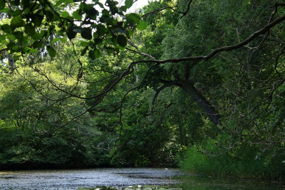 Urwaldfeeling im alten Park