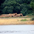 Urwaldholz lagerung am Flussufer