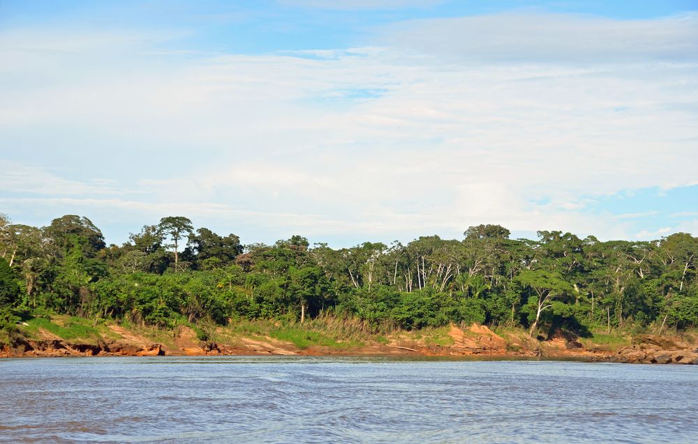 Urwaldlandschaft am Ufer des Rio Tambopata in Peru