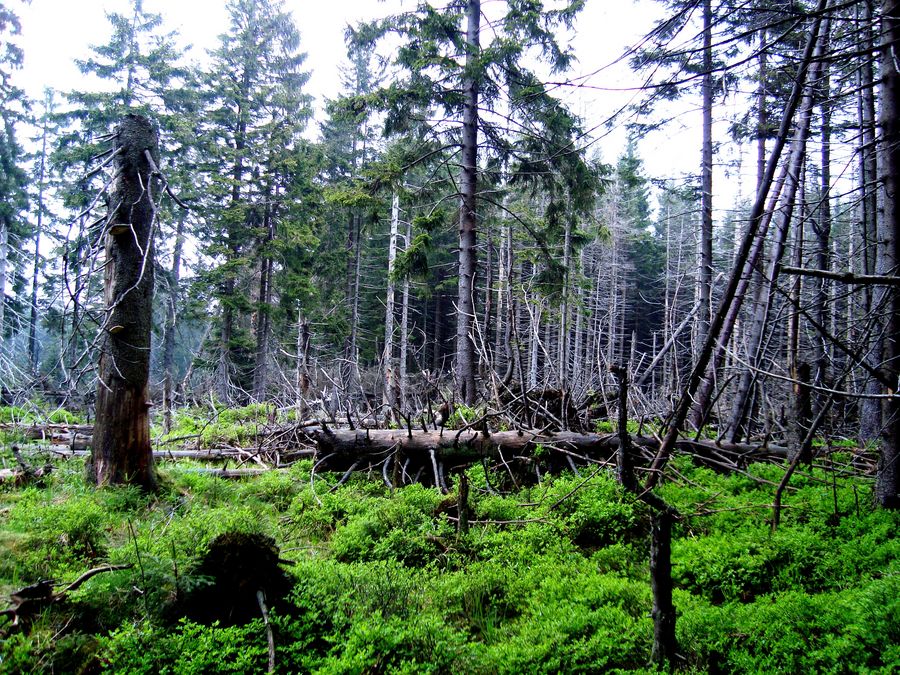 Urwaldlandschaft Harz von gaizkar 