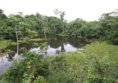 Urwaldmotiv nahe Rio Napo - La Selva/Amazonas