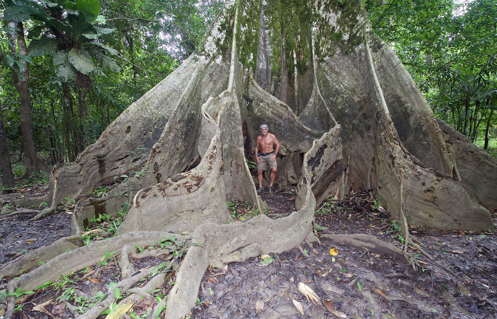 Urwaldriese aus dem Tieflandregenwald von Kolumbien