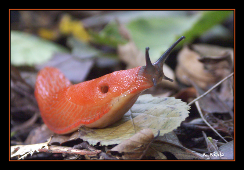 "Urwaldschnecke"