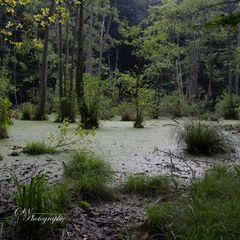 Urwaldsee