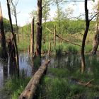 urwaldsee