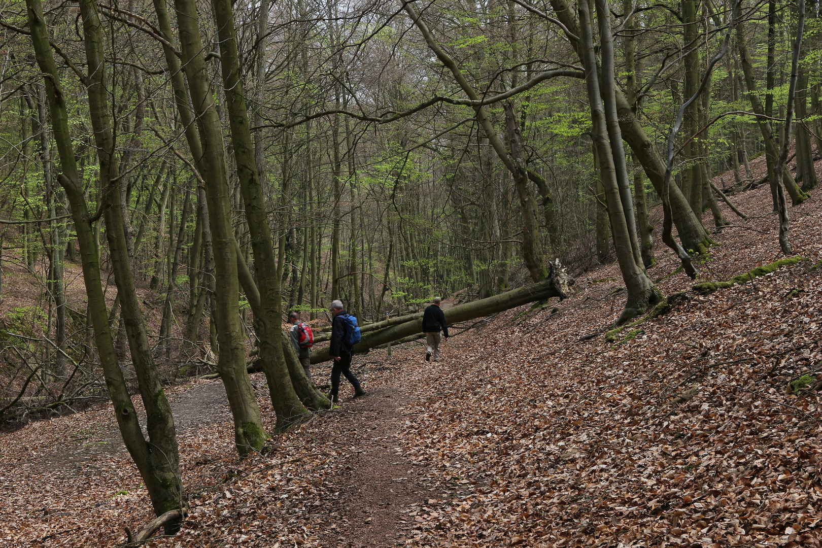 Urwaldsteig (2019_04_17_EOS 100D_4514_ji)