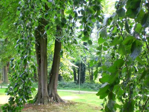 urwaldstimmung im park