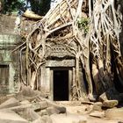 Urwaldtempel Ta Prohm