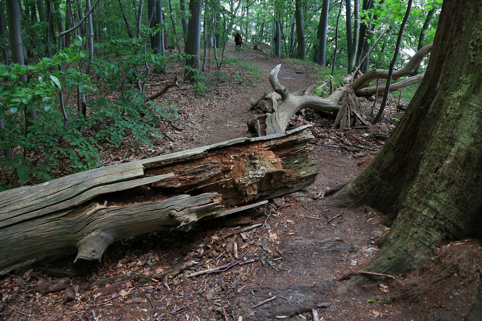 urwaldweg