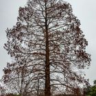 Urweltmammutbaum auf der Freundschaftsinsel Potsdam