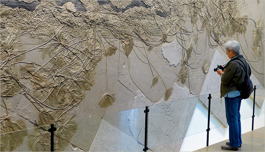 Urweltmuseum Holzmaden Foto & Bild  sonstiges, fossilien & präparate, schwäbische alb Bilder 