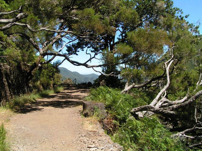 Urwüchsig - Heide- und Lorbeervegetation auf Madeira