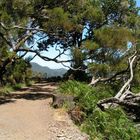 Urwüchsig - Heide- und Lorbeervegetation auf Madeira