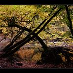 urwüchsige Herbstimpression