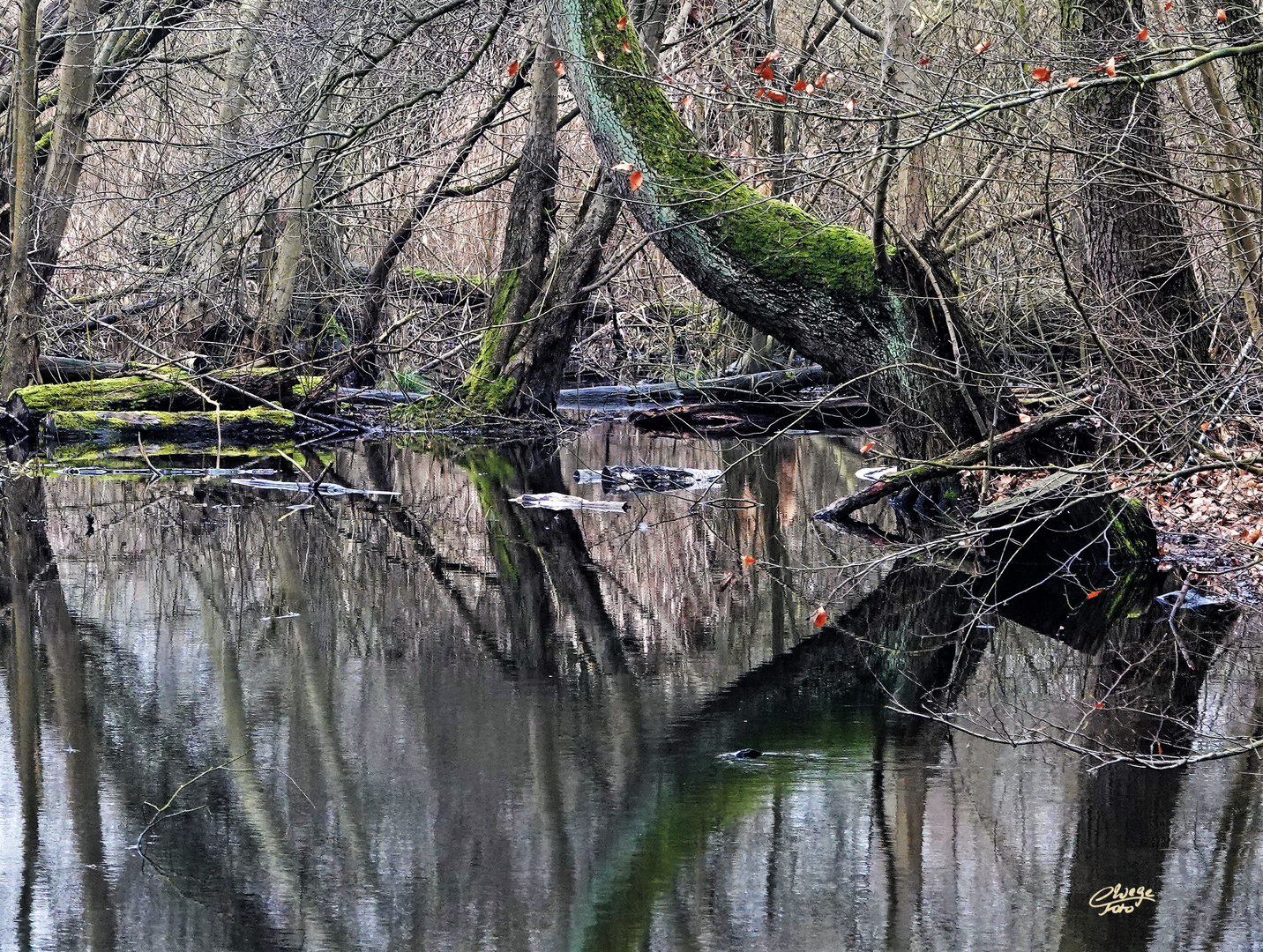 Urwüchsige Spiegelung