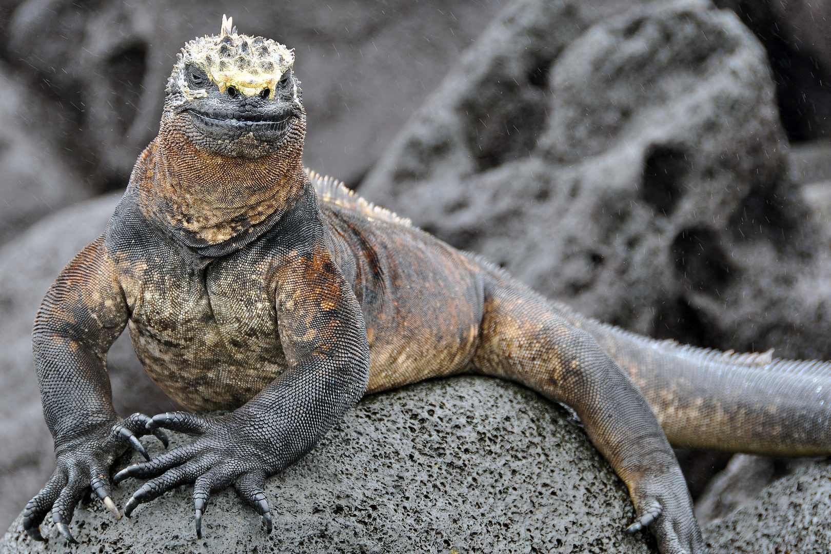 Urzeitdrachen auf Galapagos